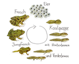 Magnetischer Lebenszyklus Frosch-Lieferzeit: ca. 2-3 Monate