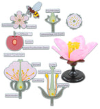 Von der Kirschblüte bis zur Frucht, Tafelmaterial-Lieferzeit: ca. 2-3 Monate