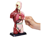 Schülertorso 27cm hoch-Lieferzeit: ca. 2-3 Monate