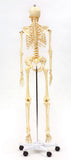 Menschliches Skelett 170cm hoch-Lieferzeit: ca. 2-3 Monate