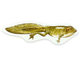 Magnetischer Lebenszyklus Frosch-Lieferzeit: ca. 2-3 Monate