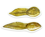 Magnetischer Lebenszyklus Frosch-Lieferzeit: ca. 2-3 Monate