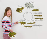 Magnetischer Lebenszyklus Frosch-Lieferzeit: ca. 2-3 Monate