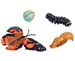 Lebenszyklus Schmetterling 4 Figuren