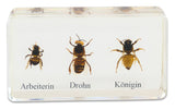 Lebenszyklus Honigbiene, Kunstglasblöcke