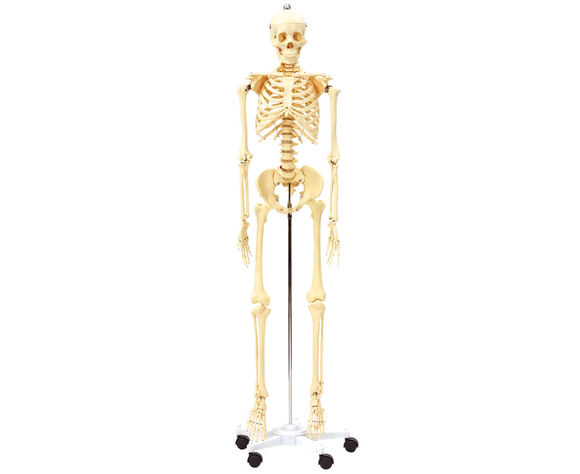 Menschliches Skelett 170cm hoch