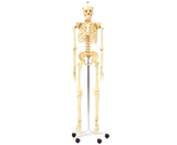 Menschliches Skelett 170cm hoch