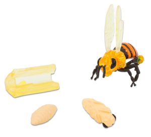Lebenszyklus Honigbiene, 4 Figuren